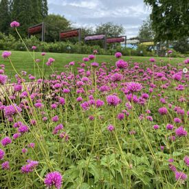 Fireworks, Gomphrena Seeds